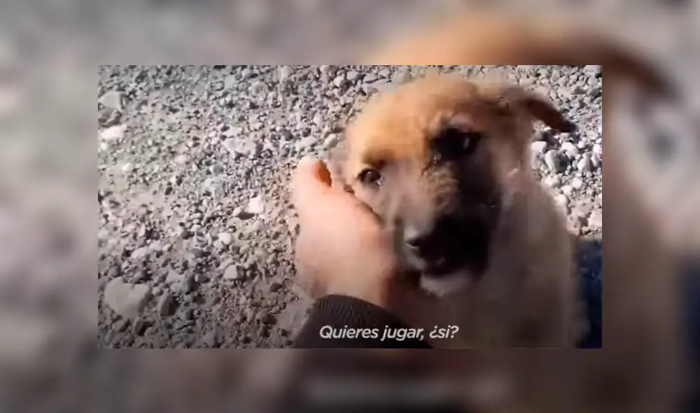 Video es viral en YouTube. El hombre no dudó en bajar de su vehículo para recoger al cachorro que deambulaba solo por una desolada carretera. YouTube (El Dodo)
