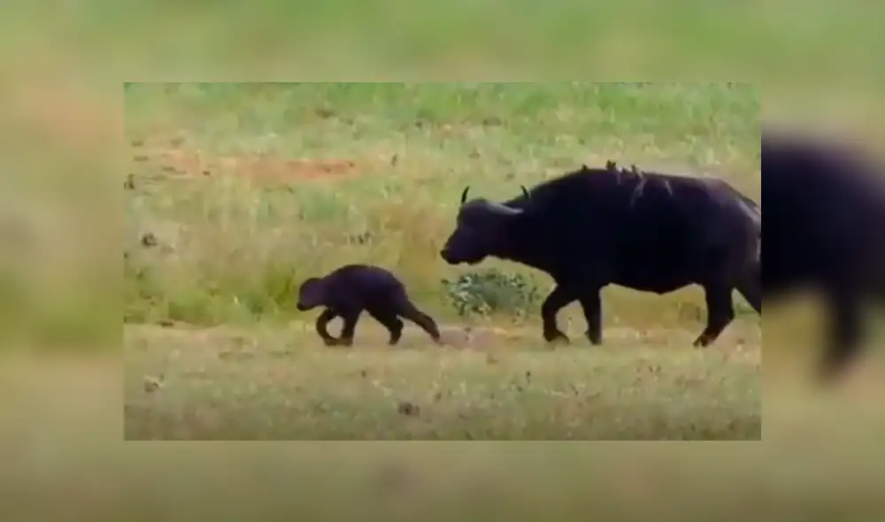 YouTube viral: Mamá búfalo se sacrifica para salvar a su cría de terribles criaturas [VIDEO]