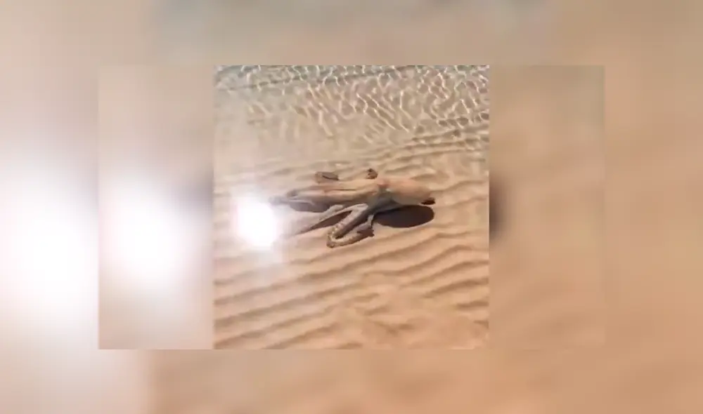 Desliza a la izquierda par ver el aspecto de este pulpo que ha sorprendido a los usuarios de Facebook. Foto: Captura.