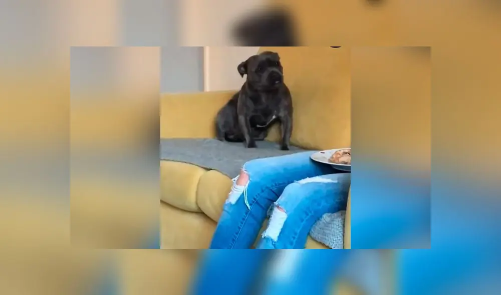 Desliza las imágenes para ver la peculiar conducta que tuvo un perro para recibir un poco de comida de su dueño. Foto:Google