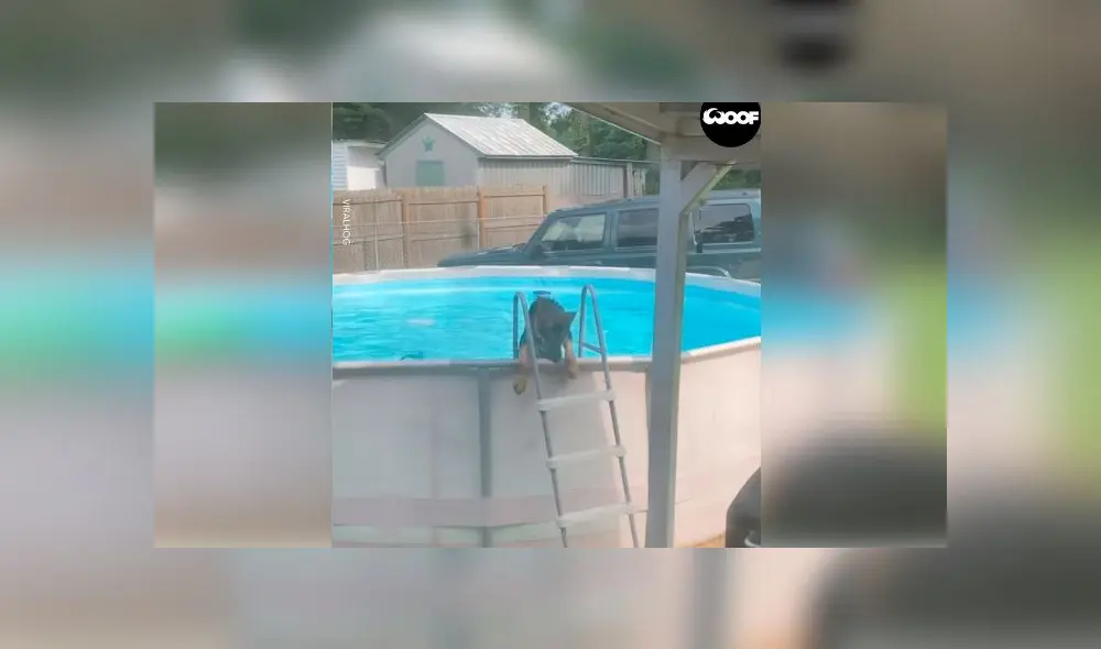 Desliza las imágenes para ver el momento en que un travieso perro aprovechó la piscina que sus dueños no podían usar por la cuarentena. Foto: Woof Woof Desliza las imágenes para ver el momento en que un travieso perro aprovechó la piscina que sus dueños no podían usar por la cuarentena. Foto: Woof Woof
