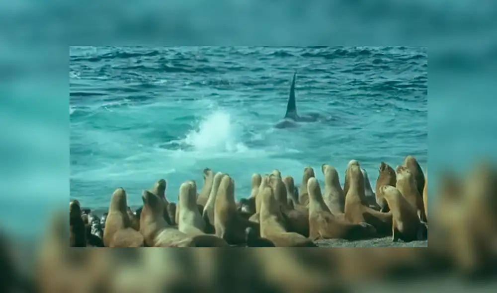 YouTube viral: Descomunal animal emerge del mar para tragar entero a un lobo marino [VIDEO] 