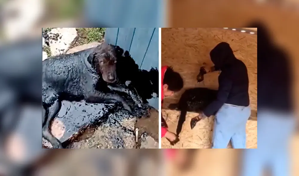 Desliza hacia la izquierda para ver cómo luce el perro que se ha vuelto viral en YouTube.