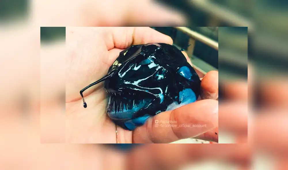 10 extrañas criaturas capturadas en el fondo del mar cuyo aspecto asusta a todos [FOTOS]