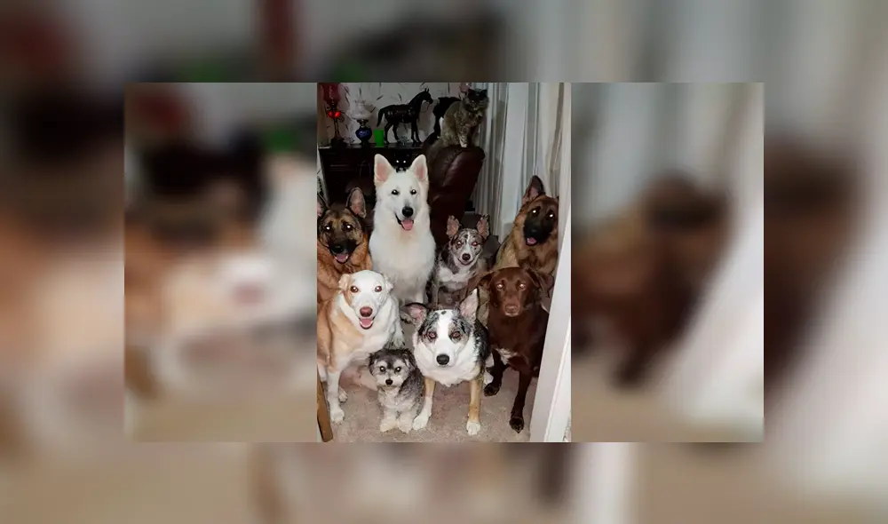 Mujer consigue retratar a sus 17 mascotas posando y la foto causa emoción en usuarios [FOTOS]