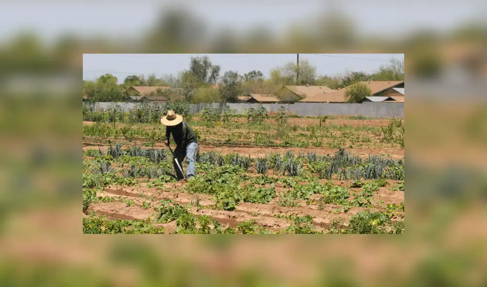 Importación de ocho productos que compiten con la agricultura familiar se disparó durante la pandemia