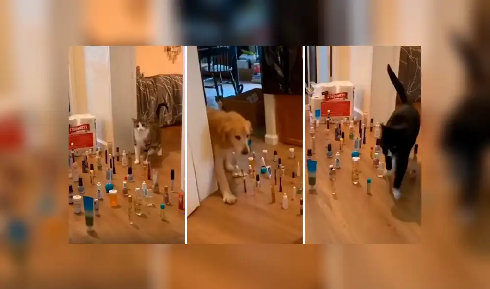 Desliza las imágenes hacia la izquierda para conocer al ganador de una divertida competencia que inventó un joven. Desliza las imágenes hacia la izquierda para conocer al ganador de una divertida competencia que inventó un joven.