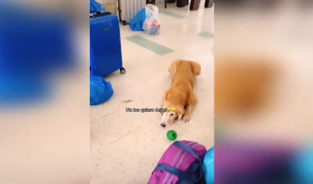 Desliza las imágenes para ver más detalles del conmovedor comportamiento de este perro que creyó que sería abandonado. Foto: captura de TikTok