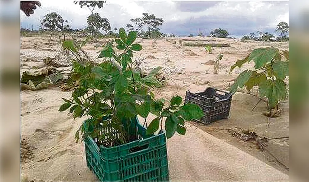 sembrios la pampa madre de dios sembrios la pampa madre de dios