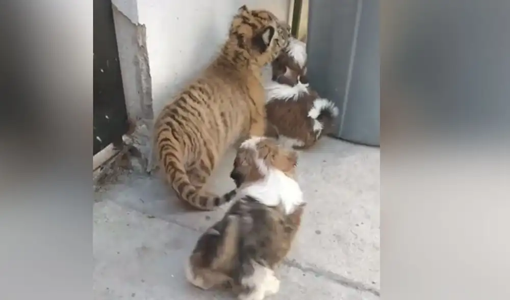 Desliza las imágenes para ver más imágenes sobre esta tierna escena que cautivó a usuarios en redes sociales. Foto: captura de TikTok Desliza las imágenes para ver más imágenes sobre esta tierna escena que cautivó a usuarios en redes sociales. Foto: captura de TikTok