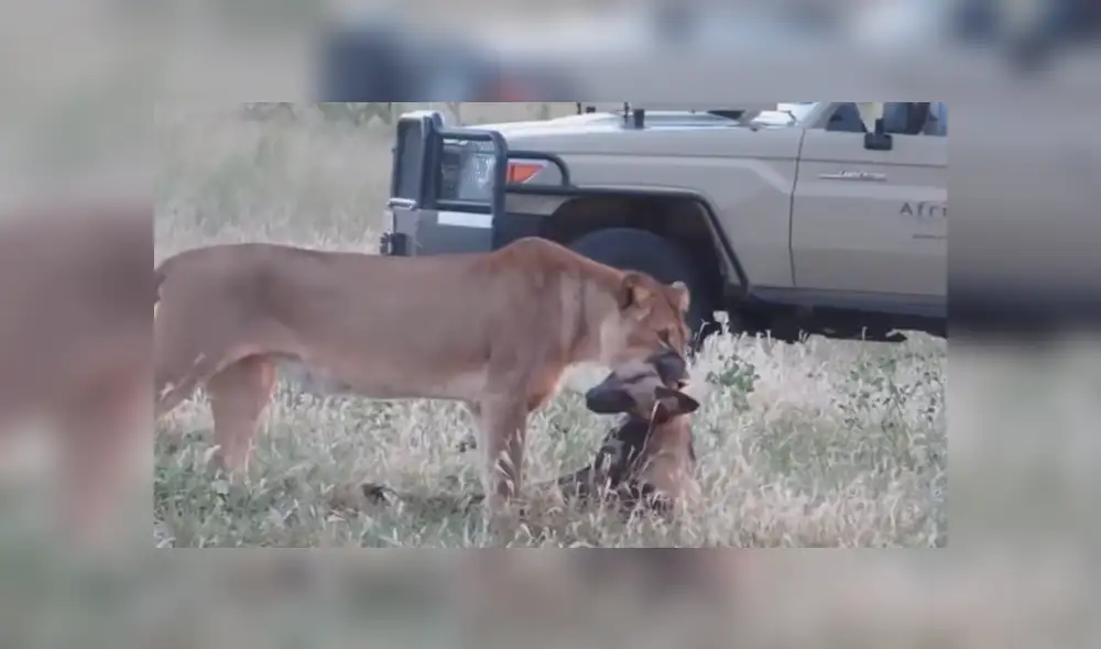 YouTube viral: Astuta hiena finge estar muerta para evitar que hambriento león la asesine [VIDEO]