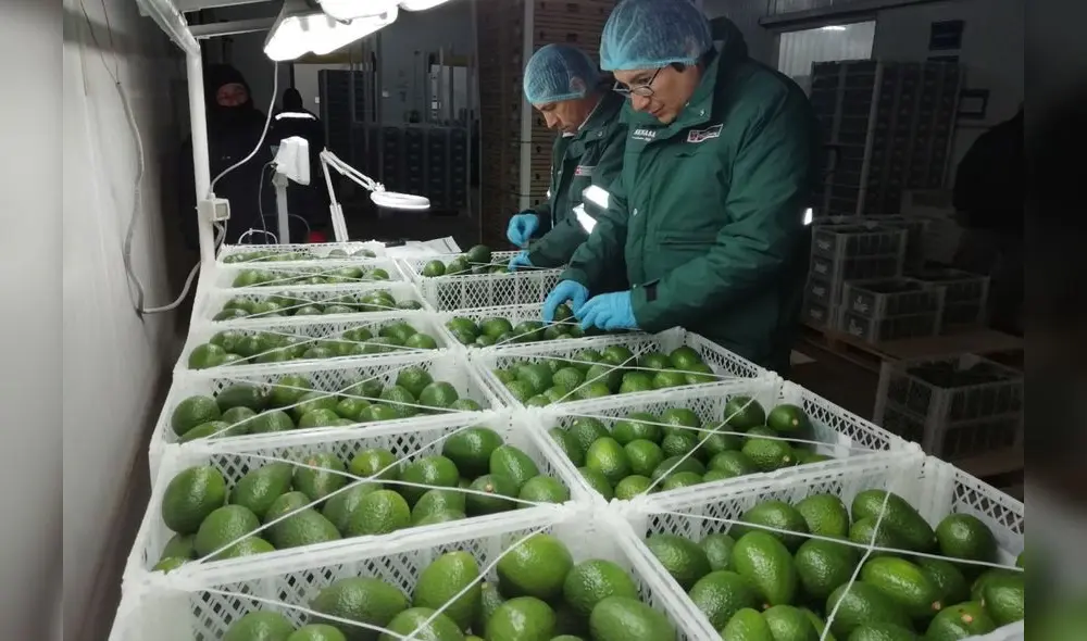 En el 2018, el Perú fue el tercer exportador de palta a nivel mundial.