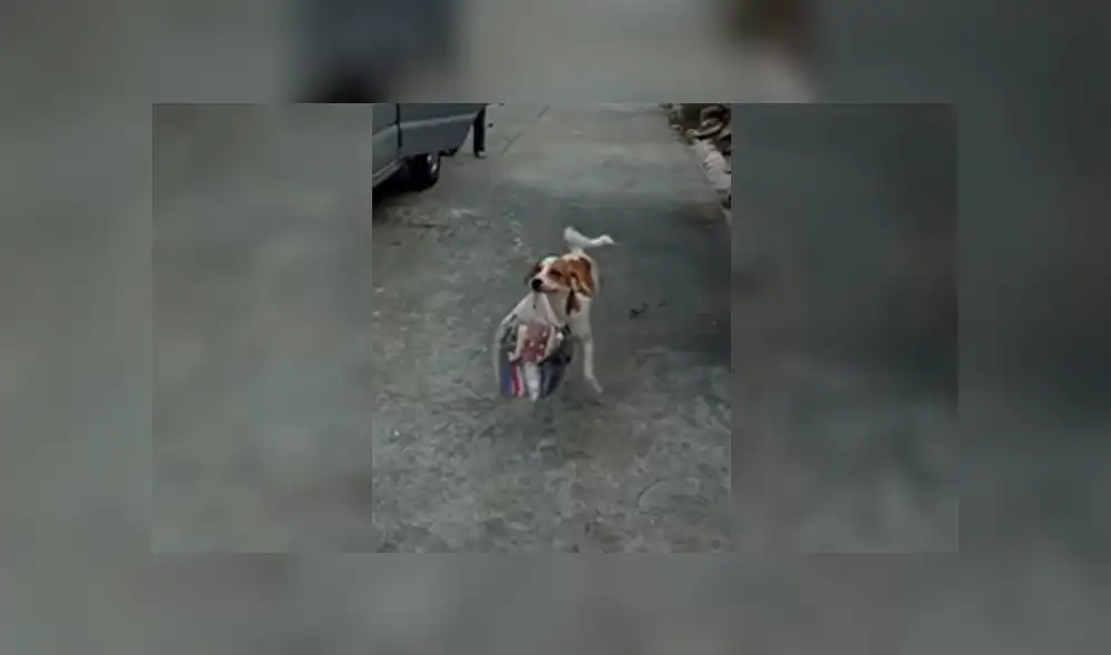 Perro de Filipinas Perro de Filipinas