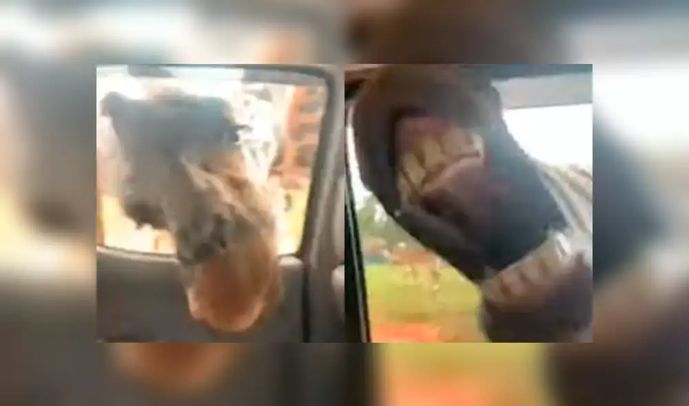 Los animales interrumpieron el viaje familiar para obtener un poco de comida. Foto: captura.