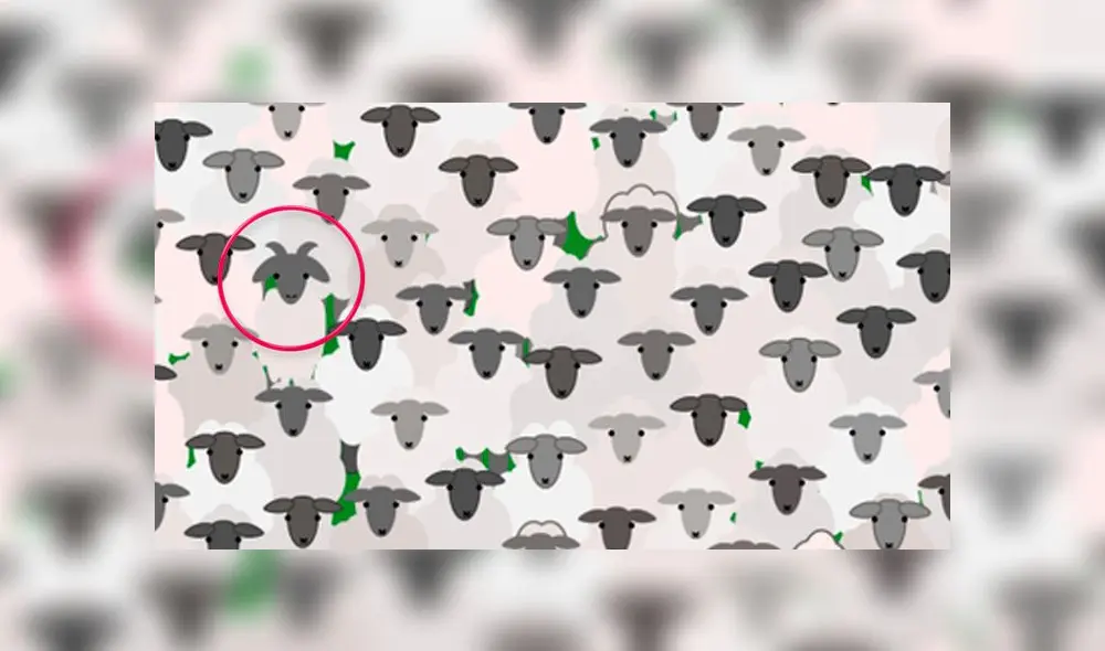 Desliza las imágenes para ver la ubicación de la traviesa cabra que se escondió entre un rebaño de ovejas. Foto: Facebook