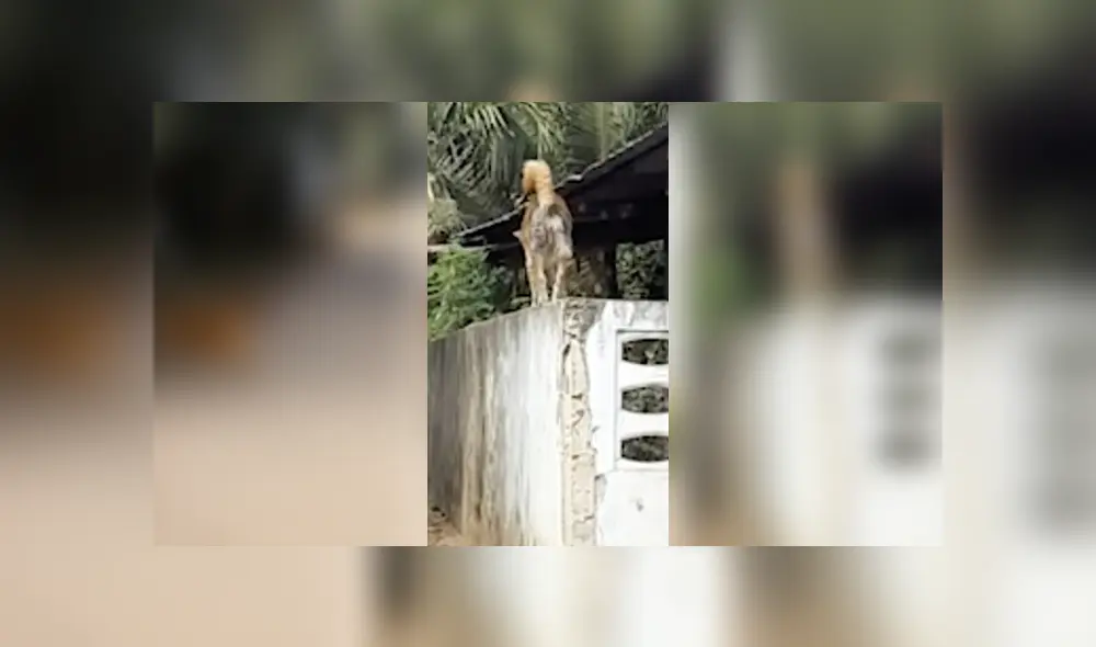 Desliza para ver los detalles del video viral publicado en YouTube. Foto: Captura. Desliza para ver los detalles del video viral publicado en YouTube. Foto: Captura.