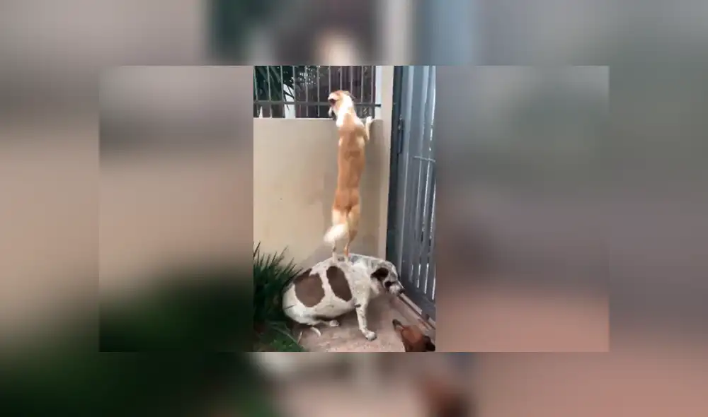 Facebook viral: graban a perro siendo el 'banquito' de su amigo que estaba 'enamorado' de la vecina [VIDEO]