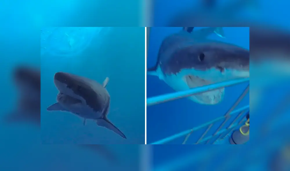A través de Facebook se ha vuelto viral el momento en que un feroz tiburón acecha a un grupo de buzos.