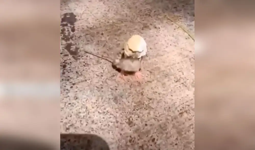 Desliza las imágenes para apreciar la noble acción de un hombre al toparse con un pollito en la calle. Foto: Captura de TikTok.