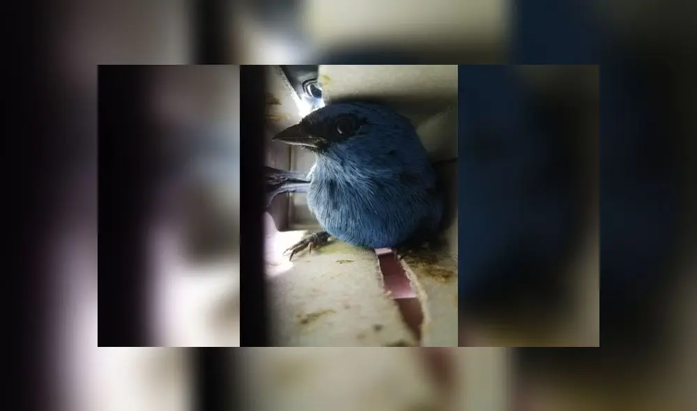 Las tangaras son aves muy sensibles y delicadas, caracterizadas por sus colores llamativos, motivo por el cual son muy solicitadas por traficantes y coleccionistas. (Foto: Serfor) Las tangaras son aves muy sensibles y delicadas, caracterizadas por sus colores llamativos, motivo por el cual son muy solicitadas por traficantes y coleccionistas. (Foto: Serfor)