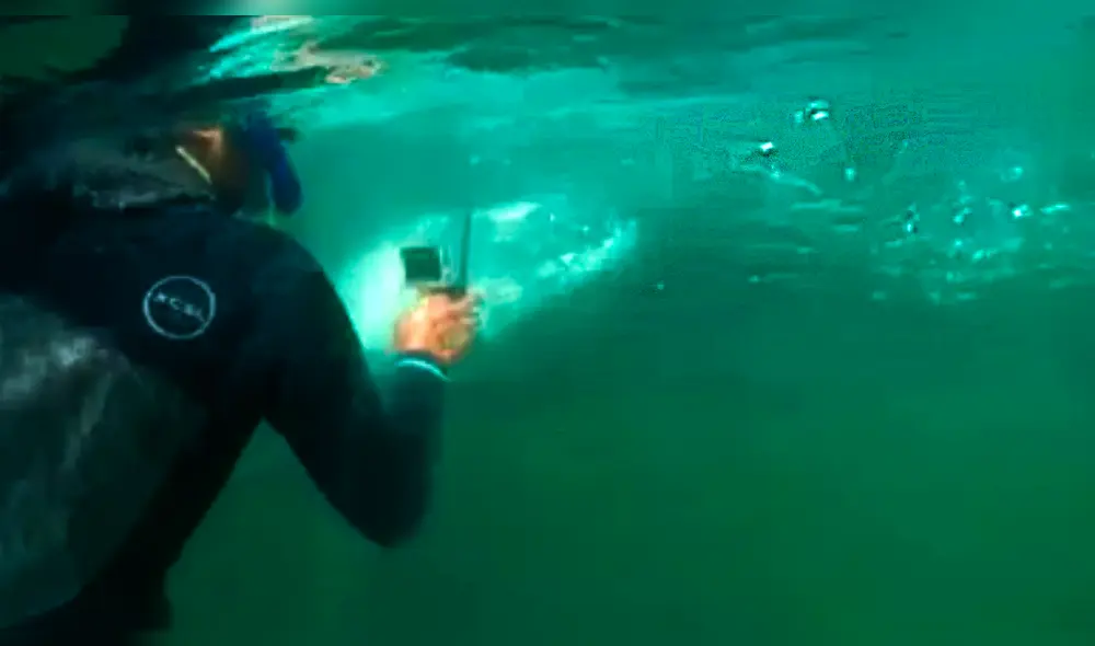 Ballena es rescatada tras cortar red de pesca. Ballena es rescatada tras cortar red de pesca.