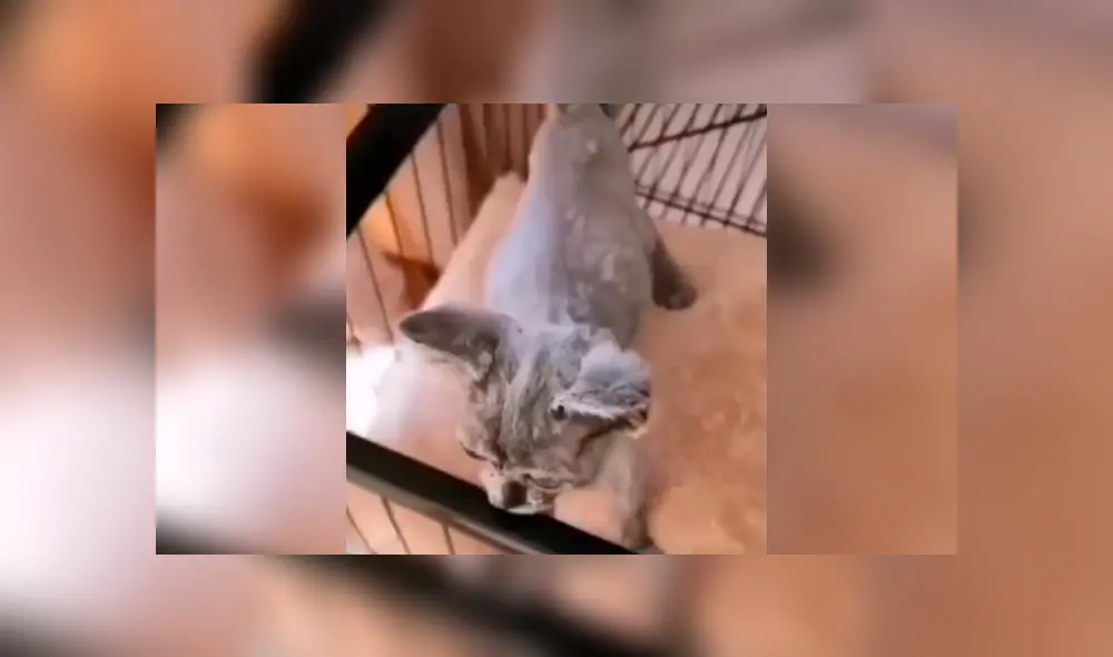 Desliza la imagen compartida en Facebook para ver todas las fotos. Desliza la imagen compartida en Facebook para ver todas las fotos.