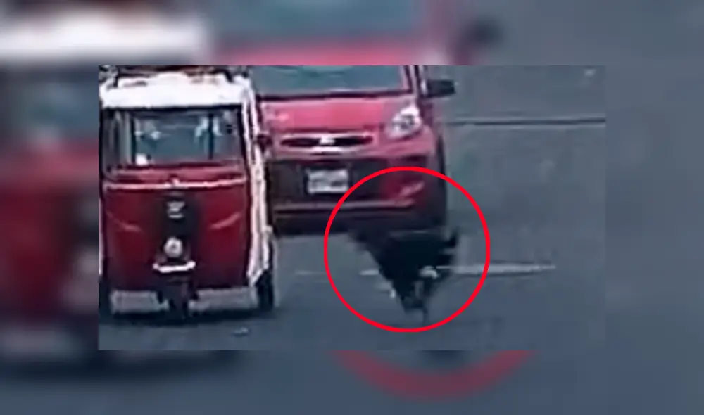 Perro se metió a una transitada avenida por seguir a manada y chocó de forma abrupta contra mototaxi ocasionando que se volteara Perro se metió a una transitada avenida por seguir a manada y chocó de forma abrupta contra mototaxi ocasionando que se volteara