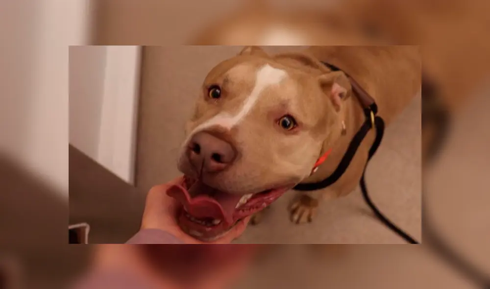 El can tuvo que ser trasladado a la Sociedad Humanista de Michigan, Estados Unidos, donde los veterinarios le brindaron asistencia médica. El can tuvo que ser trasladado a la Sociedad Humanista de Michigan, Estados Unidos, donde los veterinarios le brindaron asistencia médica.