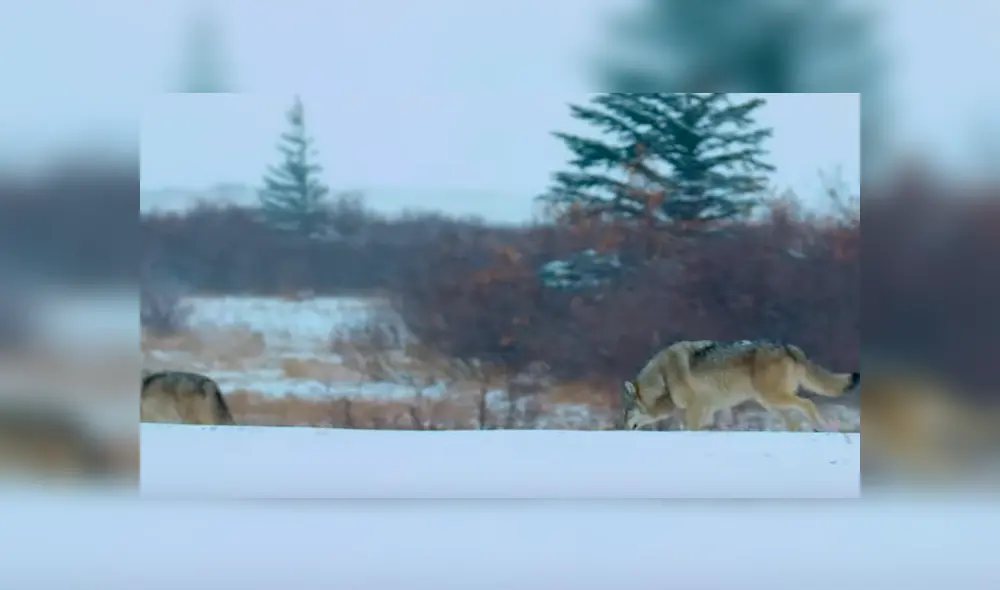 Los lobos acorralaron a la enorme criatura que descansaba tranquilamente sobre la nieve. Foto: National Geographic Los lobos acorralaron a la enorme criatura que descansaba tranquilamente sobre la nieve. Foto: National Geographic