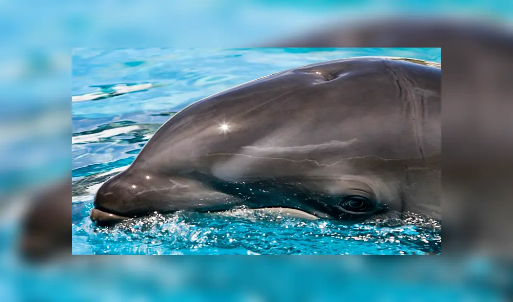 Desliza para ver fotos del Balfín que sorprendió a todos en YouTube. Foto: Captura.