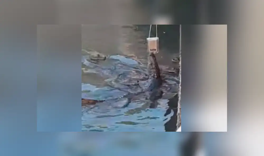 Desliza para ver los momentos más sorprendentes del video viral de YouTube.