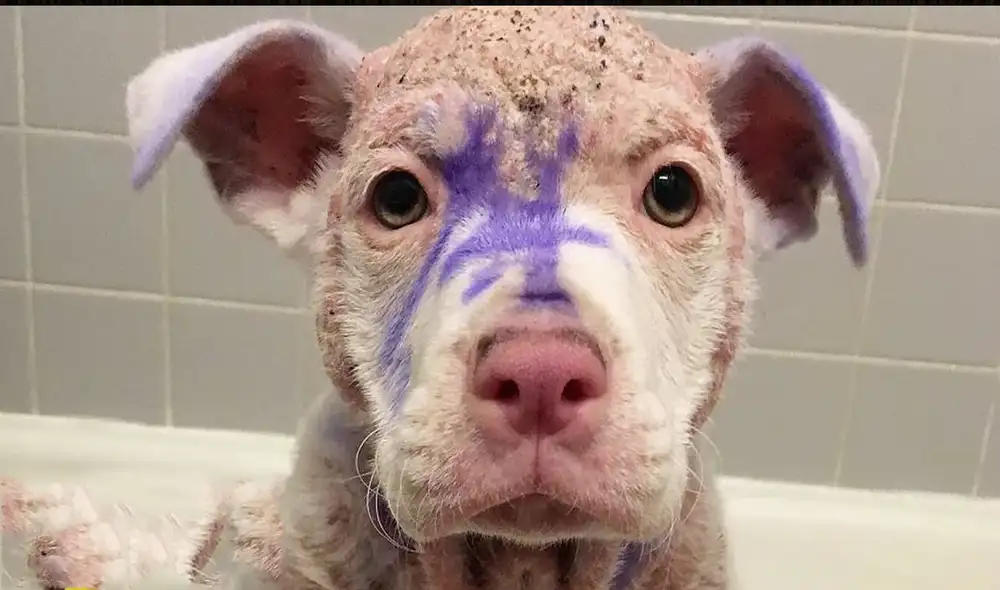 Desliza hacia la izquierda para ver las imágenes del video viral. Foto: Captura de YouTube. Desliza hacia la izquierda para ver las imágenes del video viral. Foto: Captura de YouTube.