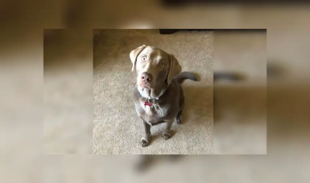 Desliza hacia la izquierda para ver más detalles sobre esta peculiar escena que es viral en las redes sociales. (Foto: captura / Facebook)