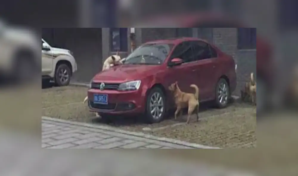 Facebook viral: chofer agrede un perro que regresa con su pandilla para destrozar su auto [FOTOS] 
