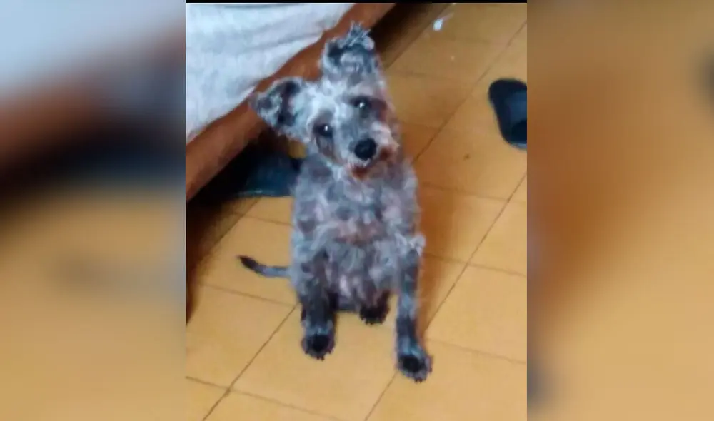 Desliza las imágenes para apreciar el conmovedor tatuaje de un perro que se hizo una joven en el brazo. Foto: Facebook