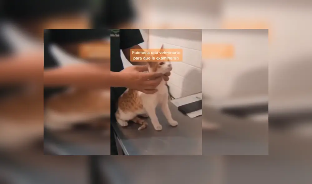 Desliza las imágenes para conocer la emotiva historia de una gata que sobrevivió tras caer a un tanque de agua. Fotocaptura: Facebook.