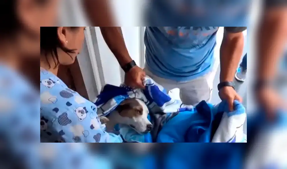 Sujetos insertaron alfileres en una salchicha para dársela a los perros [VIDEO]