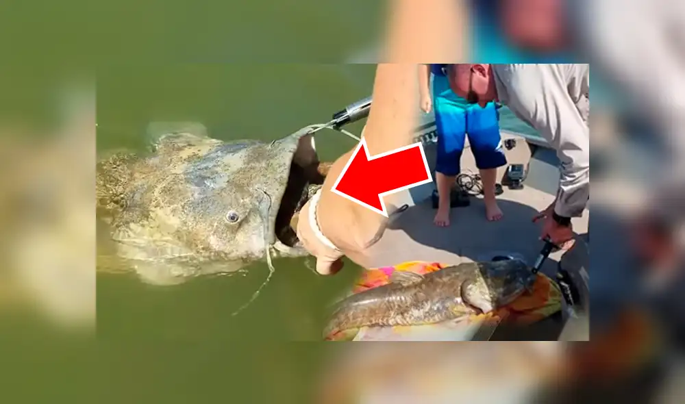 YouTube viral: gigantesco 'pez gato' aparece y encuentran increíble criatura en su interior [VIDEO]