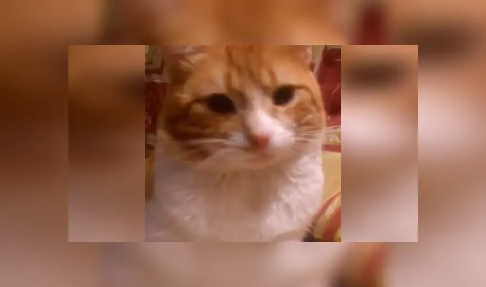 Desliza las imágenes para conocer el tremendo regaño que dio un gato a su dueño por no prestarle atención. Desliza las imágenes para conocer el tremendo regaño que dio un gato a su dueño por no prestarle atención.