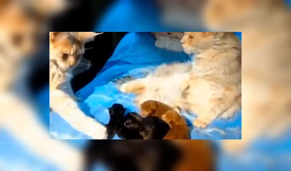 Facebook: Gata infiel es descubierta por su pareja y ocurre lo impensado 