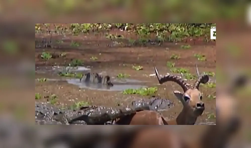 Desliza hacia la izquierda para ver las imágenes del viral de YouTube. Foto: Captura. Desliza hacia la izquierda para ver las imágenes del viral de YouTube. Foto: Captura.