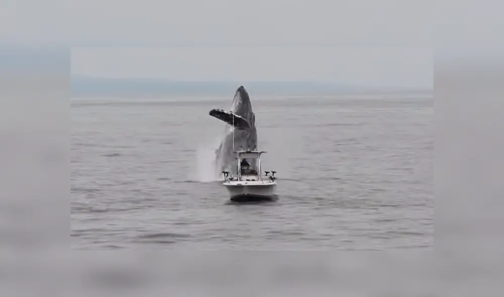 YouTube viral: Pescador queda en shock al ver que enorme criatura surge del océano 