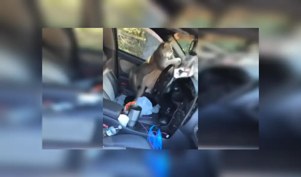 Desliza las imágenes para ver más detalles de esta divertida escena que es viral en YouTube.