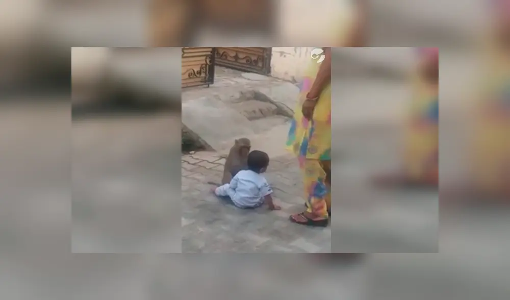 En Facebook, un pequeño mono no quiso que la madre de un pequeño los separe e hizo lo imposible. En Facebook, un pequeño mono no quiso que la madre de un pequeño los separe e hizo lo imposible.