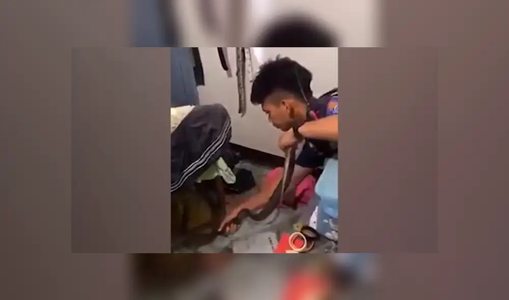 El rescatista halló la verdadera identidad de la criatura venenosa.