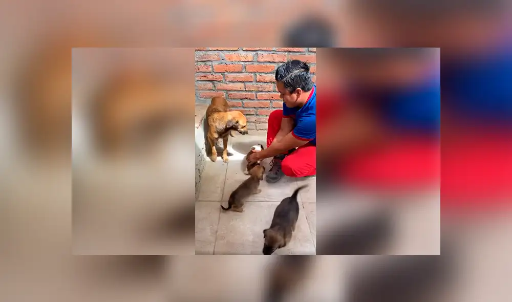 Desliza las imágenes para observar el conmovedor comportamiento de unos perros bebés al ver a su ‘madre’. Foto: Jefferson Rescata.