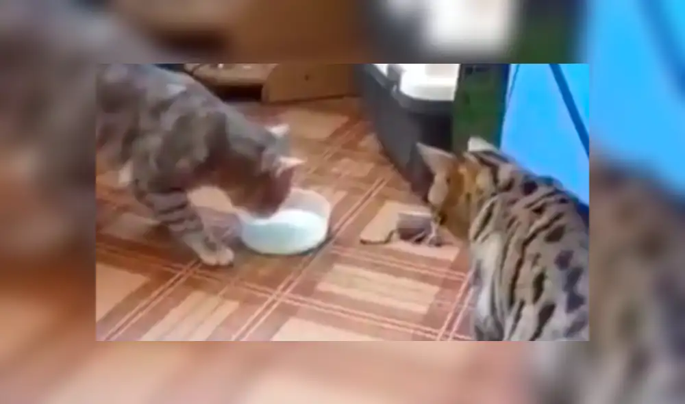 Facebook viral: gatos que se odiaban terminan siendo amigos y protagonizan tierna escena [VIDEO]
