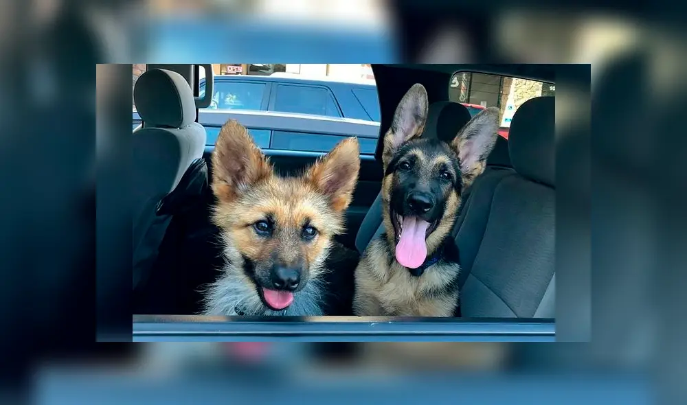 Ranger, el pequeño pastor alemán que nunca crecerá debido a una extraña condición [FOTOS]