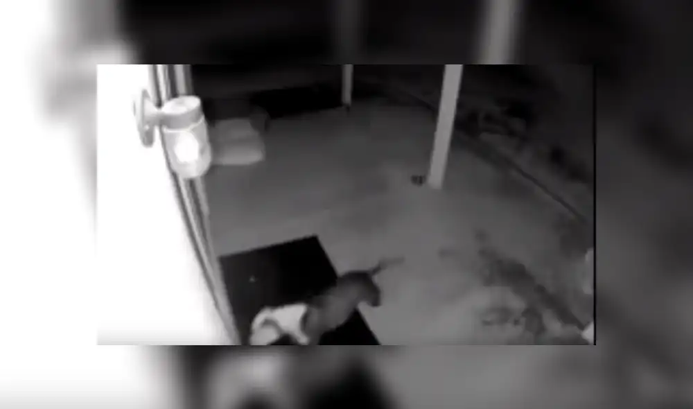 Video es viral en YouTube. La mujer encontró a su perro con un chinchón en la cabeza y cuando revisó el video de vigilancia descubrió al ‘culpable’. Foto: Captura.