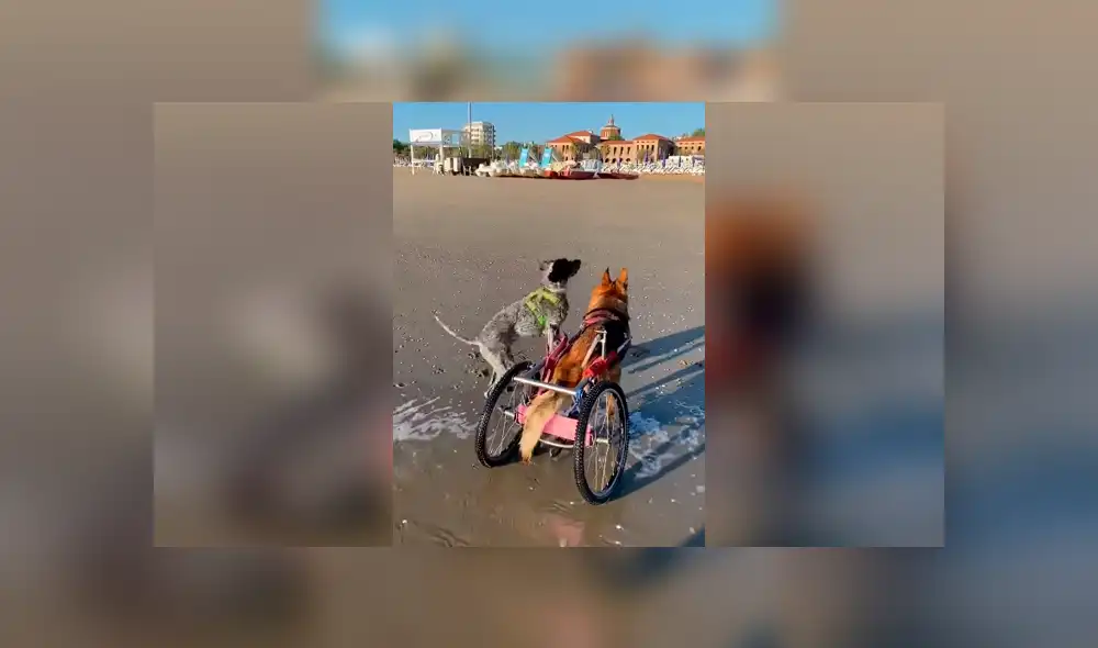 Desliza las imágenes para conocer el conmovedor momento que tuvieron dos perros al volverse a ver después de tiempo. Foto: Captura. Desliza las imágenes para conocer el conmovedor momento que tuvieron dos perros al volverse a ver después de tiempo. Foto: Captura.
